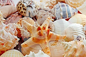 Various sea shells