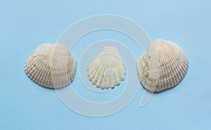 Various sea shells on light blue background