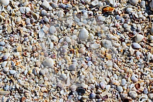 Various Sea Shells Scattered on Bowmans Beach photo