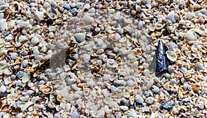 Various Sea Shells Scattered on Bowmans Beach photo