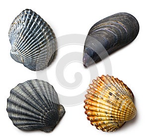 Various sea shells on white background photo