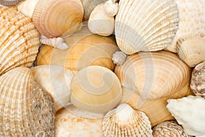 Various Seashells