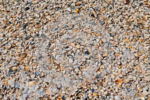 Various seashells on the beach.
