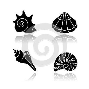 Various seashells drop shadow black glyph icons set