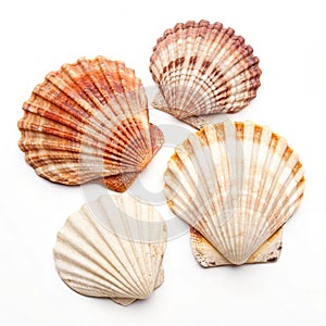 Seashells isolated photo