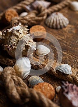 Various seashells and mooring rope on wooden background. Close up photo, selectiv focus