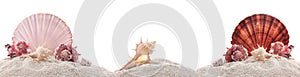 Various seashells - murex, Angaria delphinus and Venus comb on white sand photo
