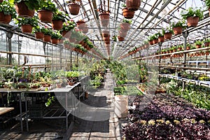Various seedling grow in greenhouse. Organic nursery of plant, flowers and houseplants in glasshouse