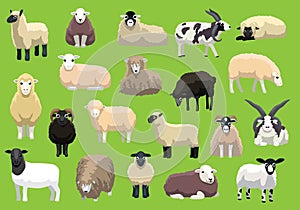 Various Sheep Breeds Poses Cartoon Vector Characters