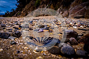 Various shells on beach