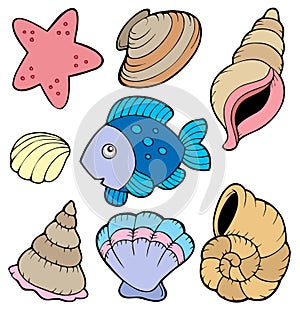 Various shells and fish collection