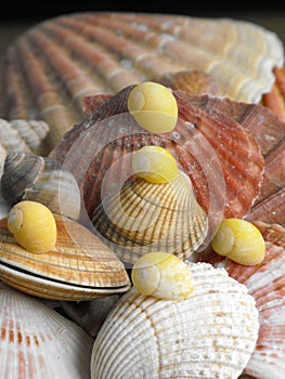Various shells including scallops