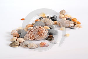Various shells and pebbles on a light background