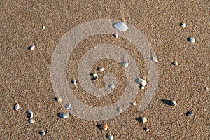 Various shells on the sandy beach