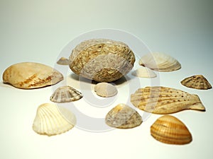 Various shells on a white background