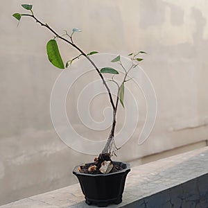 various shito and mame bonsai group