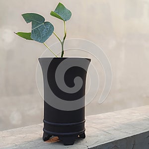 various shito and mame bonsai group