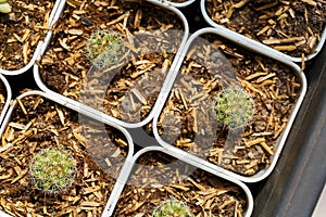 Various of small cantus tree planted in a pot