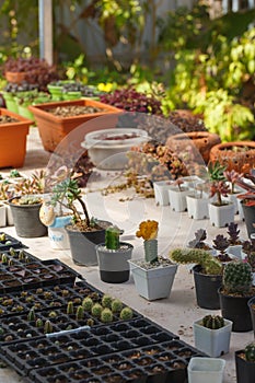 Various of small cantus tree planted in a pot