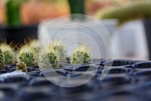 Various of small cantus tree planted in a pot
