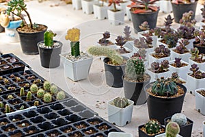 Various of small cantus tree planted in a pot