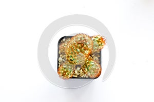 Various of small cantus tree planted in a pot