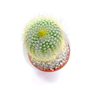 Various of small cantus tree planted in a pot