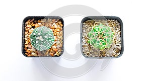 Various of small cantus tree planted in a pot