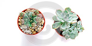 Various of small cantus tree planted in a pot