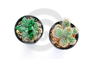 Various of small cantus tree planted in a pot