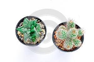 Various of small cantus tree planted in a pot