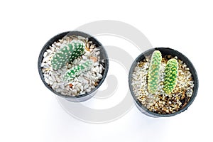 Various of small cantus tree planted in a pot