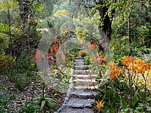 Various species of aloes blooming at the Val Rhameh botanical garden, Menton, France