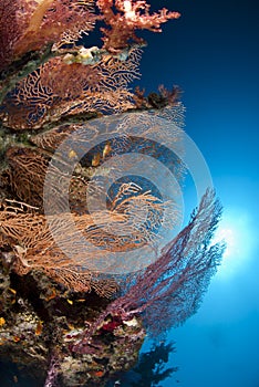 Various species of colorful fan coral and sunball.