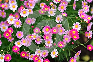 Various species of colorful flowers blooming during spring in Auckland Domain Wintergardens