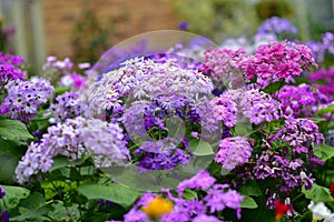 Various species of colorful flowers blooming during spring in Auckland Domain Wintergardens