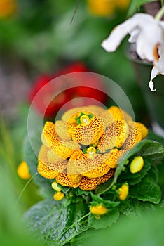 Various species of colorful flowers blooming during spring in Auckland Domain Wintergardens