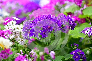 Various species of colorful flowers blooming during spring in Auckland Domain Wintergardens