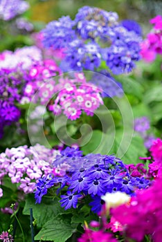 Various species of colorful flowers blooming during spring in Auckland Domain Wintergardens