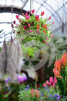 Various species of colorful flowers blooming during spring in Auckland Domain Wintergardens