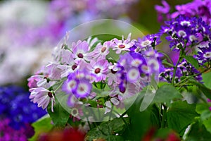 Various species of colorful flowers blooming during spring in Auckland Domain Wintergardens