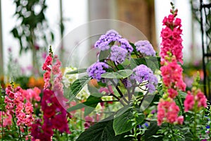 Various species of colorful flowers blooming during spring in Auckland Domain Wintergardens