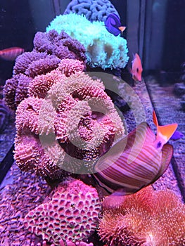 Various species of coral that are at risk of extinction are bred in aquariums.