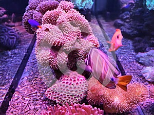 Various species of coral that are at risk of extinction are bred in aquariums.