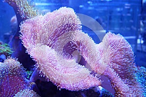 Various species of coral that are at risk of extinction are bred in aquariums.