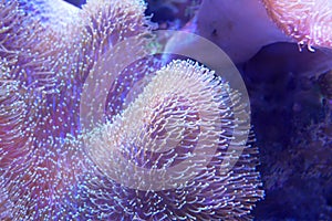 Various species of coral that are at risk of extinction are bred in aquariums.