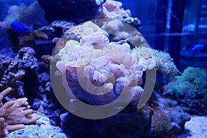 Various species of coral that are at risk of extinction are bred in aquariums.