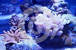 Various species of coral that are at risk of extinction are bred in aquariums.