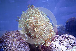Various species of coral that are at risk of extinction are bred in aquariums.