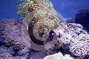 Various species of coral that are at risk of extinction are bred in aquariums.